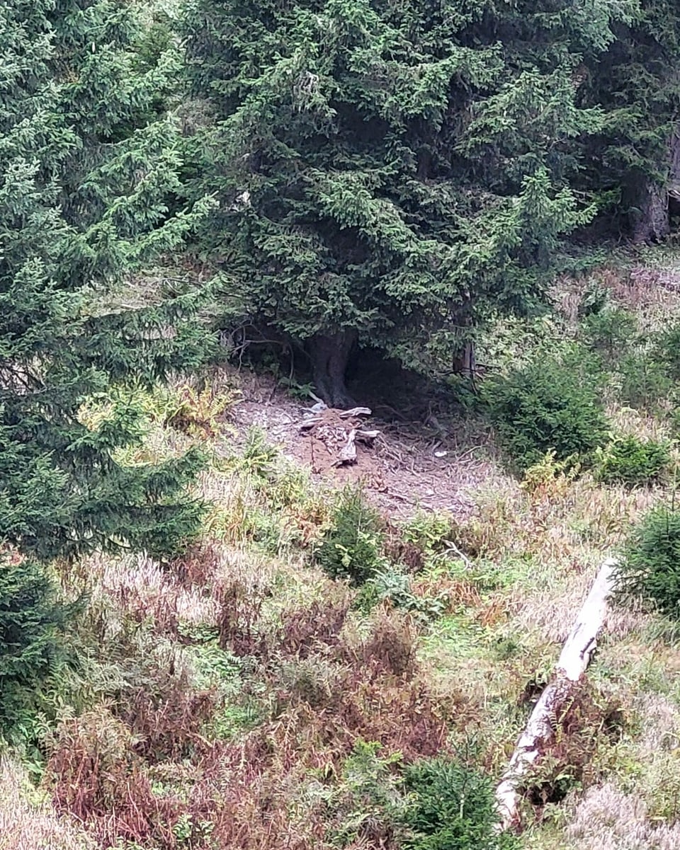 In chau da vatga or da ragischs, fotografà da Regula Mani or da ses sez nua ch'ella spetga sin tschiervas.