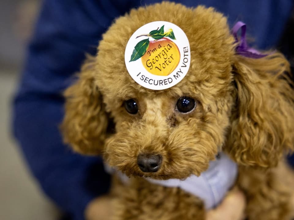 Hund mit 'Georgia Voter'-Sticker auf dem Kopf.