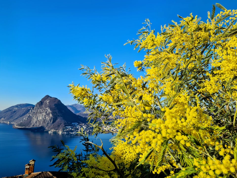 Hoch über Lugano am Monte Brè blühen die Mimosen leuchtend gelb am letzten Tag im Februar. 