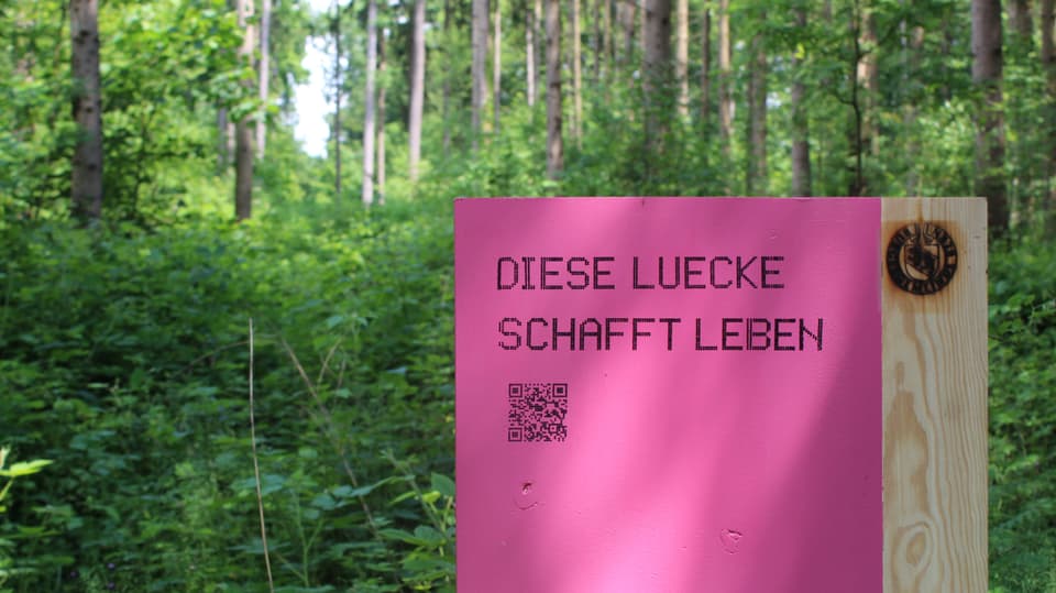 Informationstafel im Wald mit der Information: Diese Lücke schafft Leben und einem QR-Code.