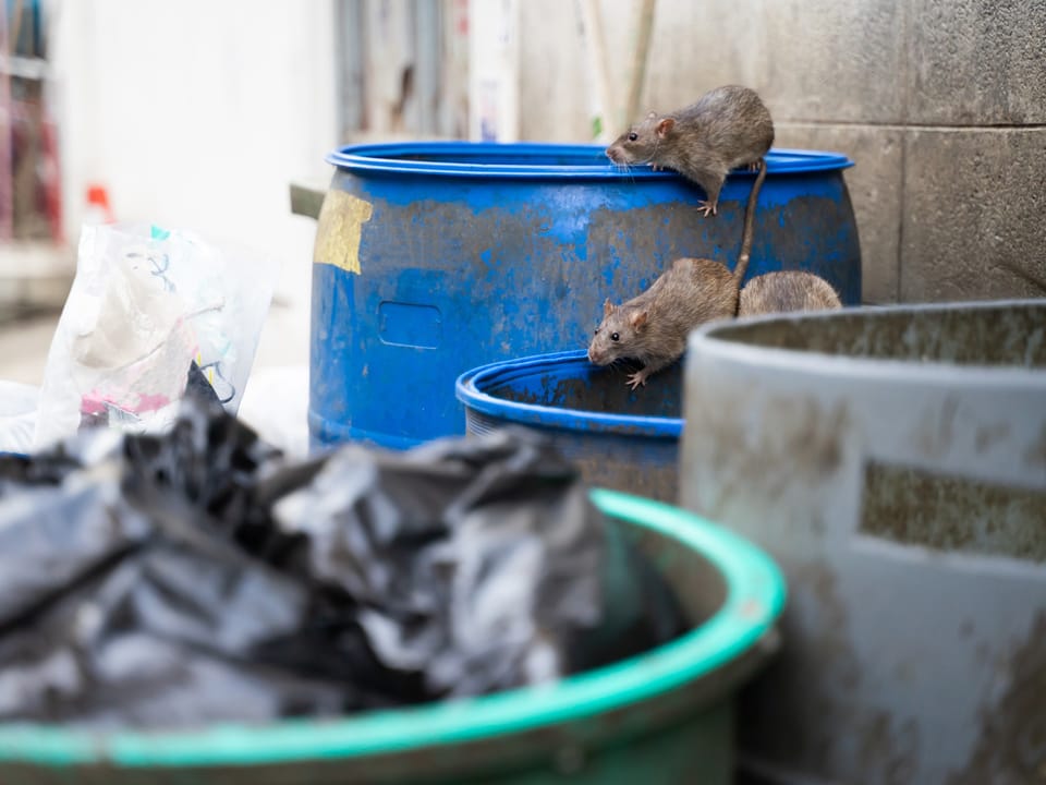 Zwei Ratten auf blauen Plastikfässern nahe einer Wand.