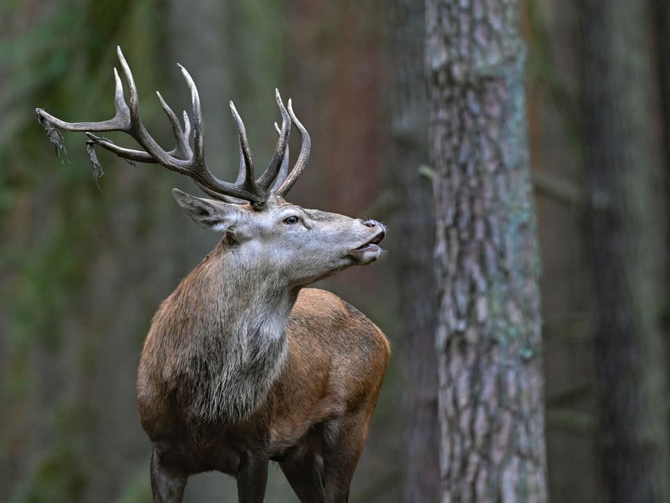 Hirsch mit beeindruckenden Geweih im Wald.