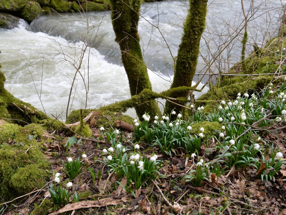 Erste Märzenbecher und ein Fluss im Hintergrund