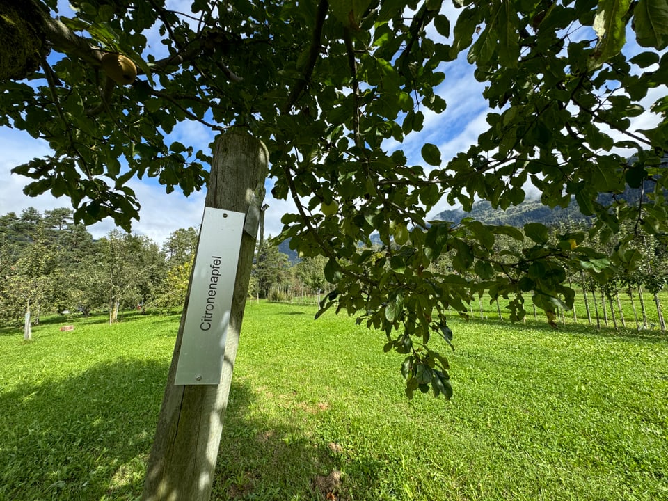 Apfelbaum mit Schild 'Citronenapfel' auf grüner Wiese.