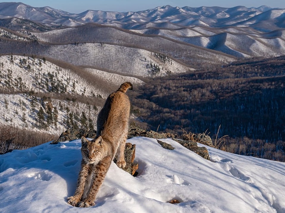 Ein Luchs streckt sich im Schnee.