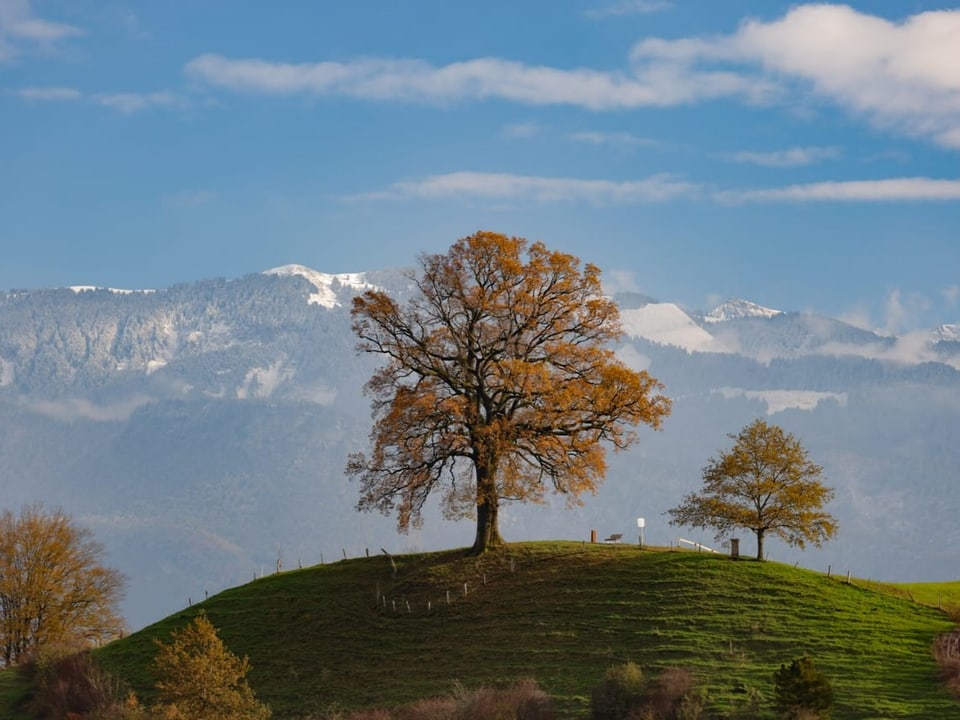 Herbstbaum