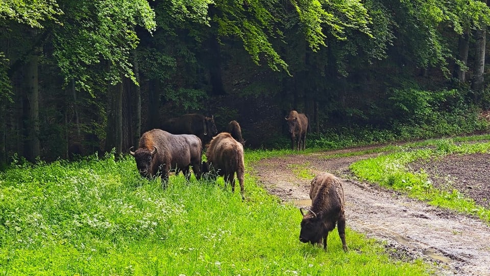 Mehrere Wisent grasen in einer Wiese am Waldrand. 