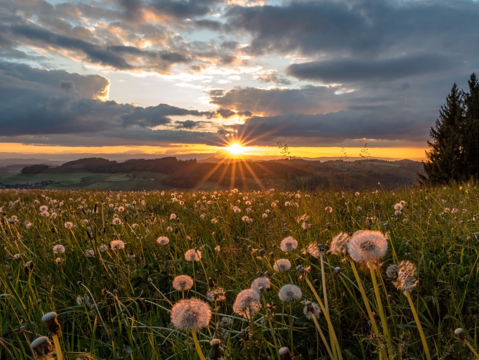 Blumenwiese vorne, hinten Sonnenuntergang.