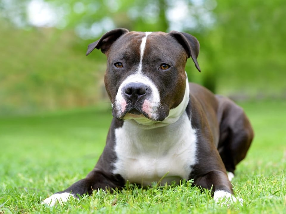 American Staffordshire Terrier