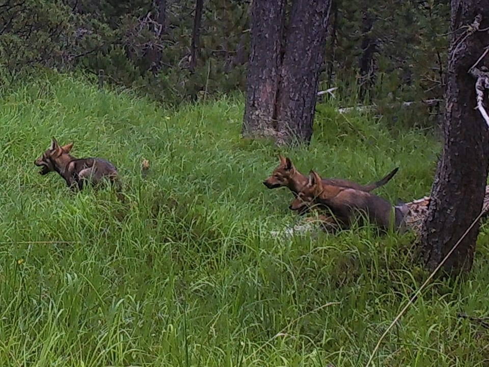 Drei Jungwölfe im hohen grünen Gras in einem Wald.