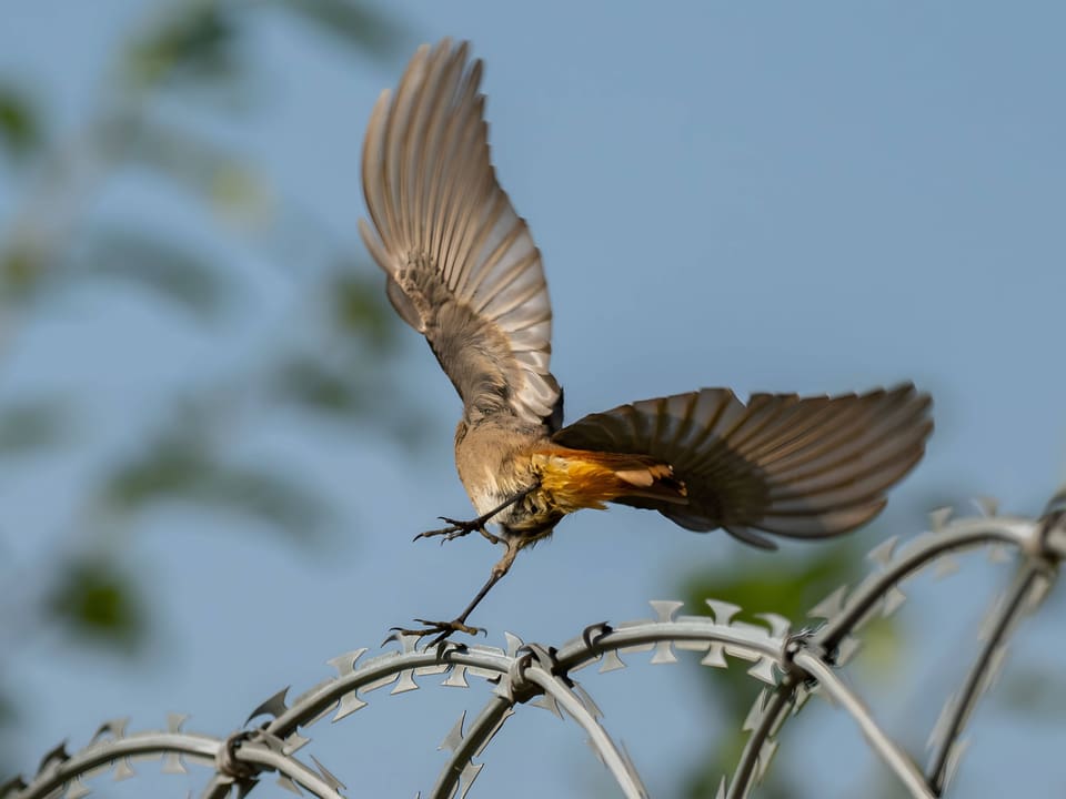 Ein Vogel fliegt über einen Stacheldrahtzaun.