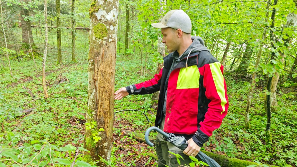 Ein Mann in Regenmonur steht neben einem Baum, dessen Rinde beschädigt ist.