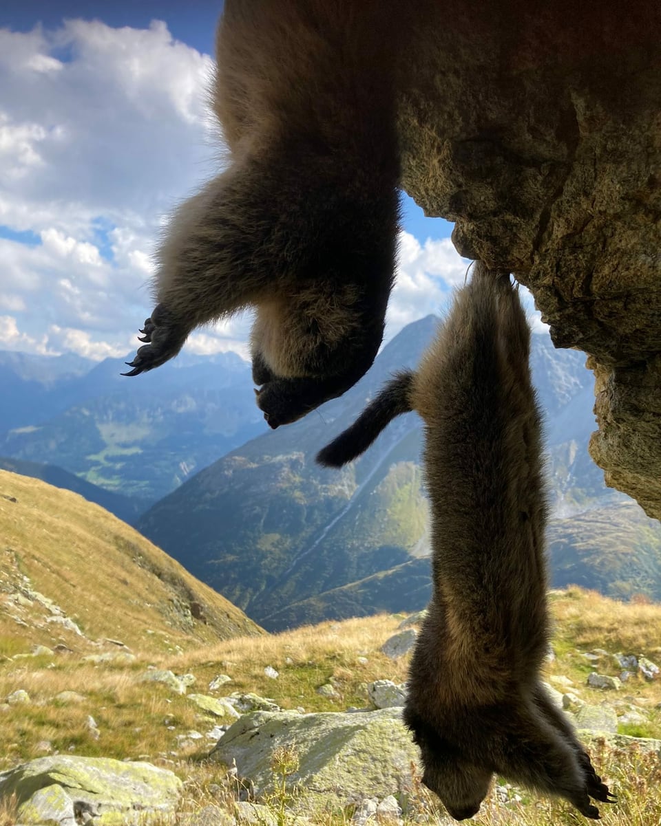 Chatscha fina e bella sin la muntanella.