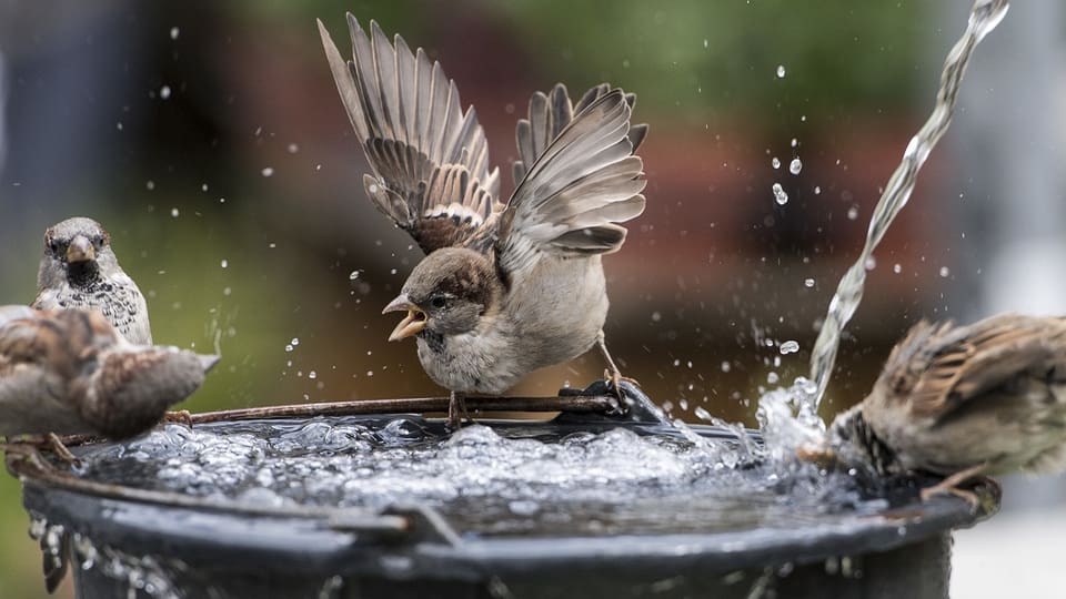 Spatzen planschen im Wasser eines Vogelbades.