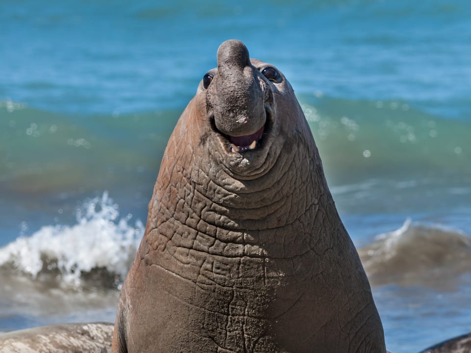 Lächelnder See-Elefant am Strand.