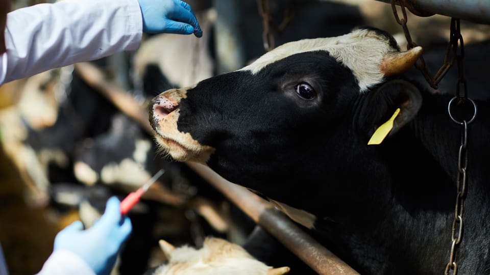 Tierarzt mit Spritze untersucht schwarz-weisse Kuh.