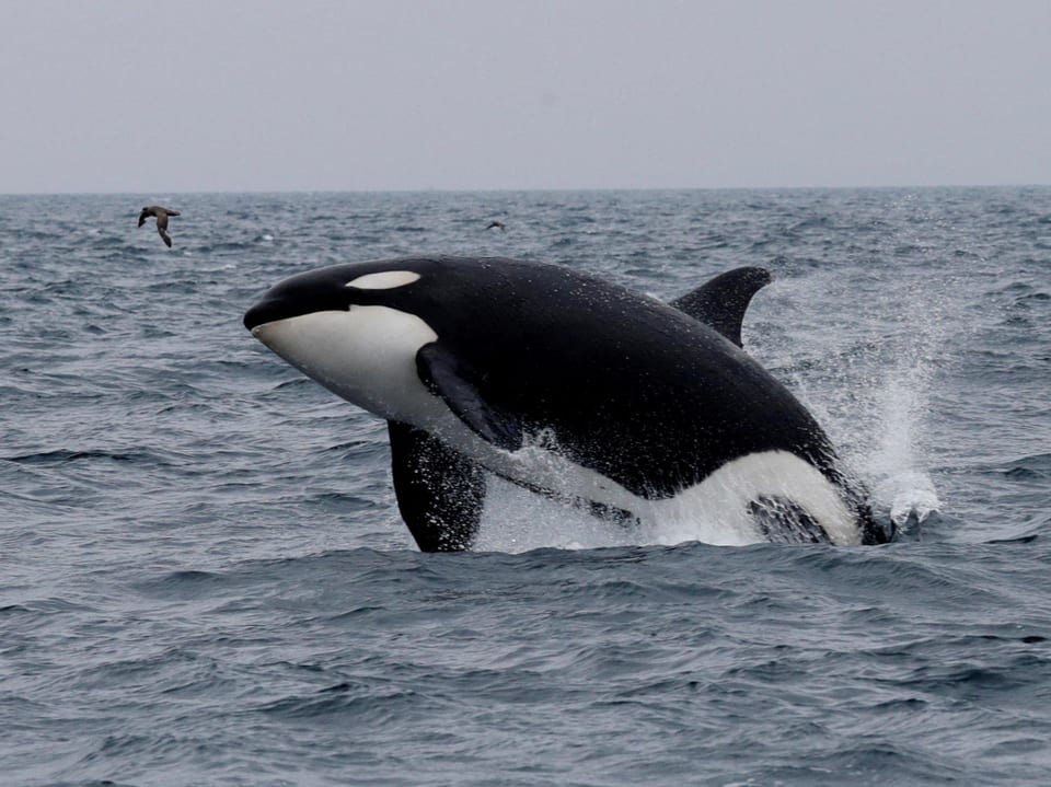 Springender Orca im Meer.