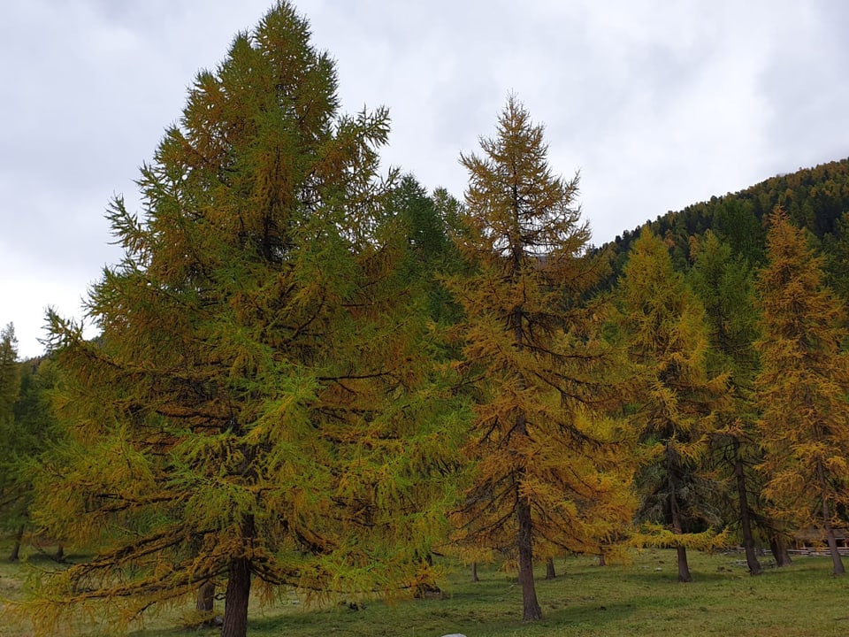 Herbstwald mit bunten Nadelbäumen.