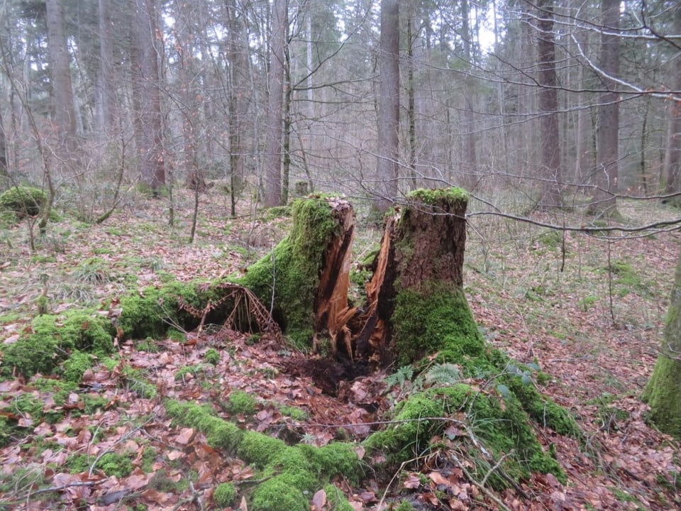 gespaltener Baum