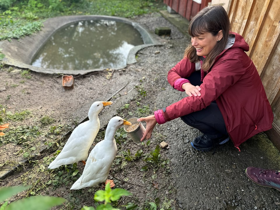 Eine Frau füttert zwei weisse Gänse. 