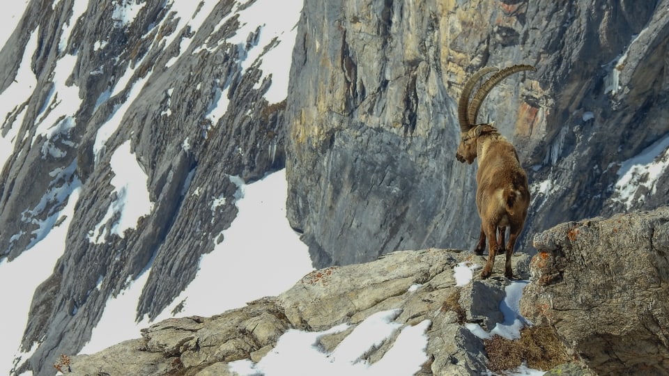 Steinbock auf einem Felsen in den Bergen.