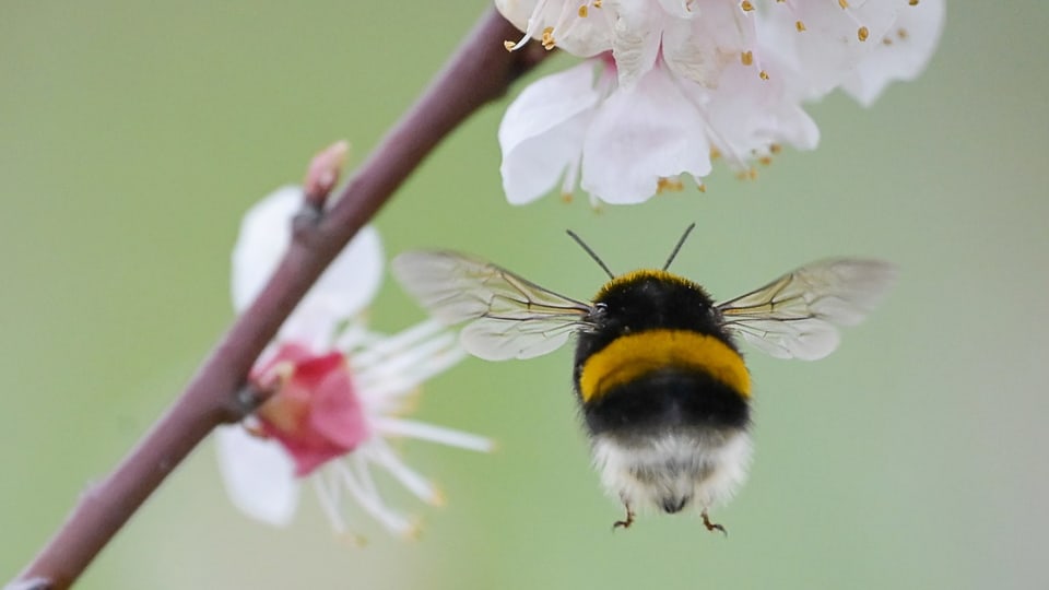 Eine Hummel fliegt an eine Blüte