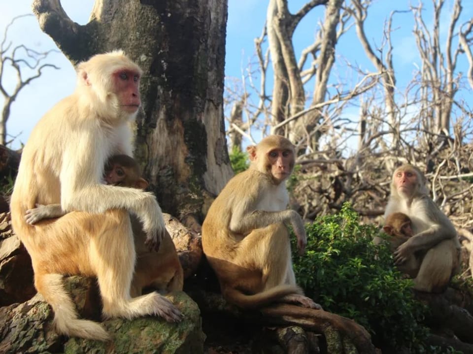 Mehrere Affen sitzen unter einem Baum in einem zerstörten Wald.