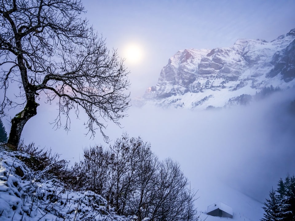 Verschneite Landschaft mit Baum, Nebel und Bergen.