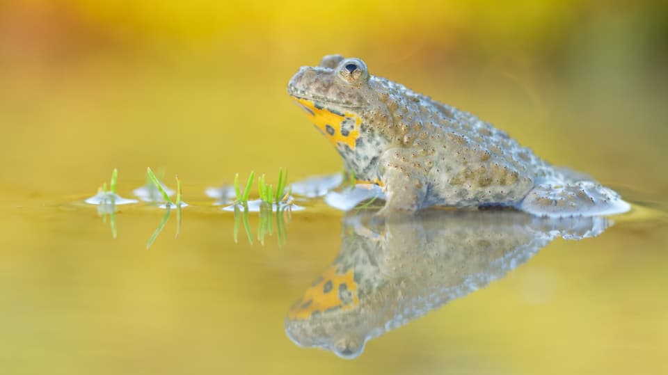 Gelbbauchunke spiegelt sich im Wasser