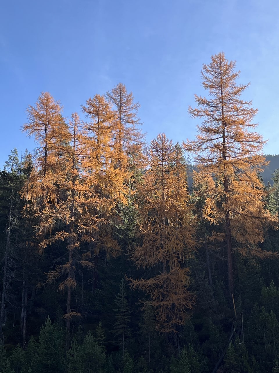 Herbstbäume im Sonnenlicht vor blauem Himmel.