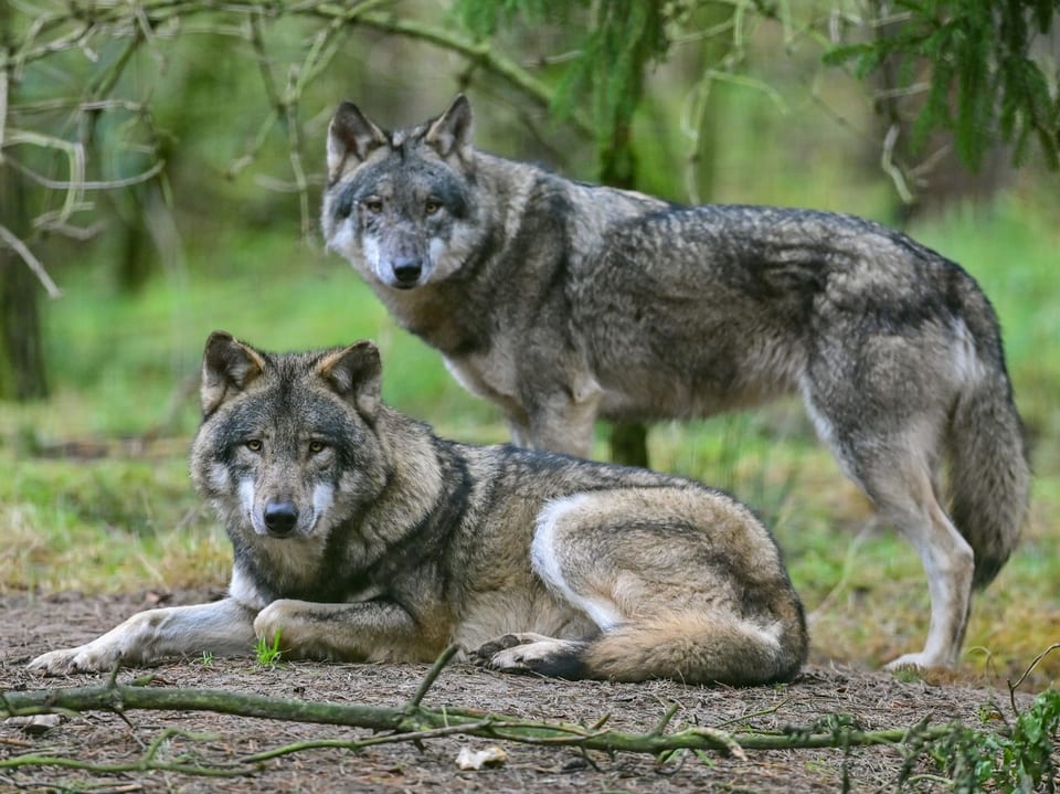 Zwei Wölfe, einer sitzend, einer stehend