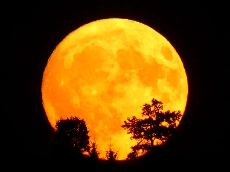 Grosser, orangefarbener Mond hinter Silhouetten von Bäumen.