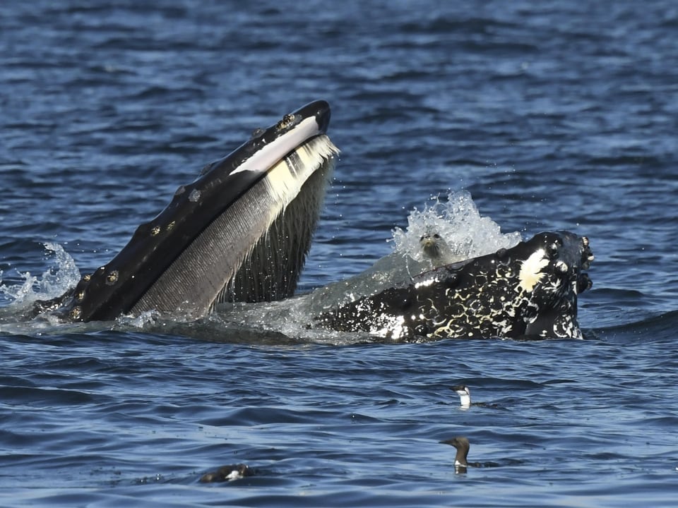 Grosser Wal mit offenem Maul im Meer.