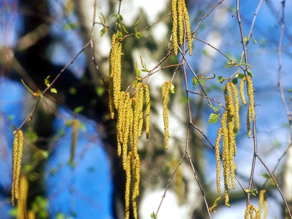 Beginn der Birkenblüte Das Frühlingswetter lässt die