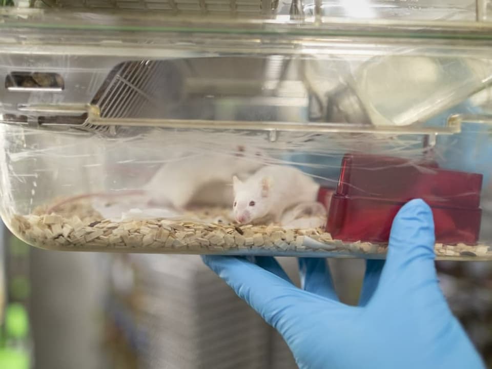 Ein Labormitarbeiter zeigt eine Maus in einem Versuchslabor.