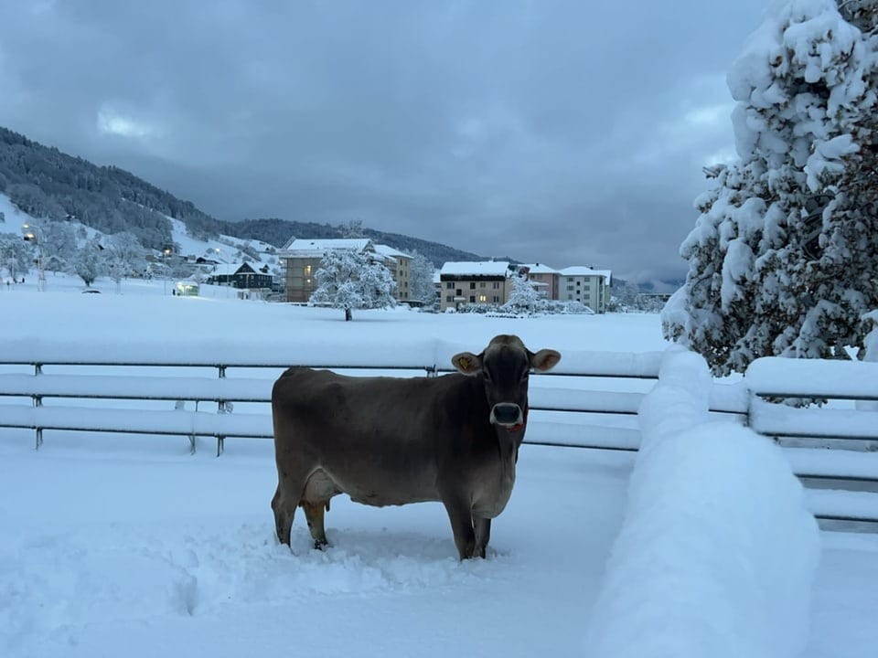 Kuh im schneebedeckten Feld vor Dorf und Bergen.