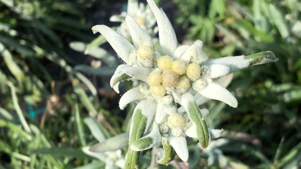 Edelweiss