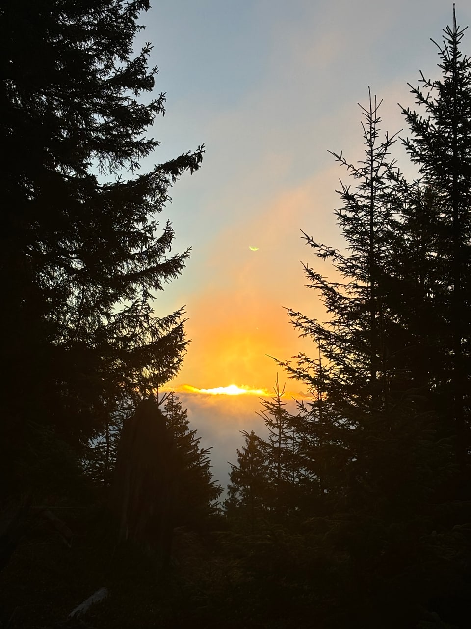 Sonnenuntergang im Wald mit Tannenbäumen.