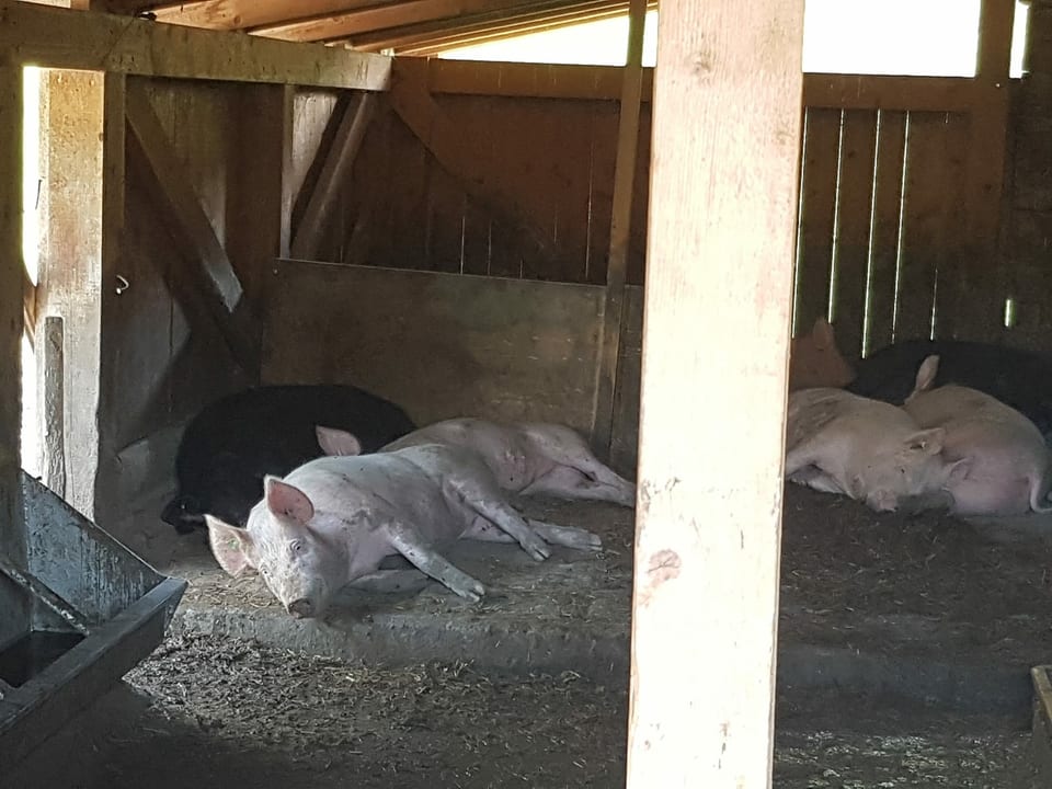 Ein paar Schweine ruhen sich in einem Unterschlupf aus.