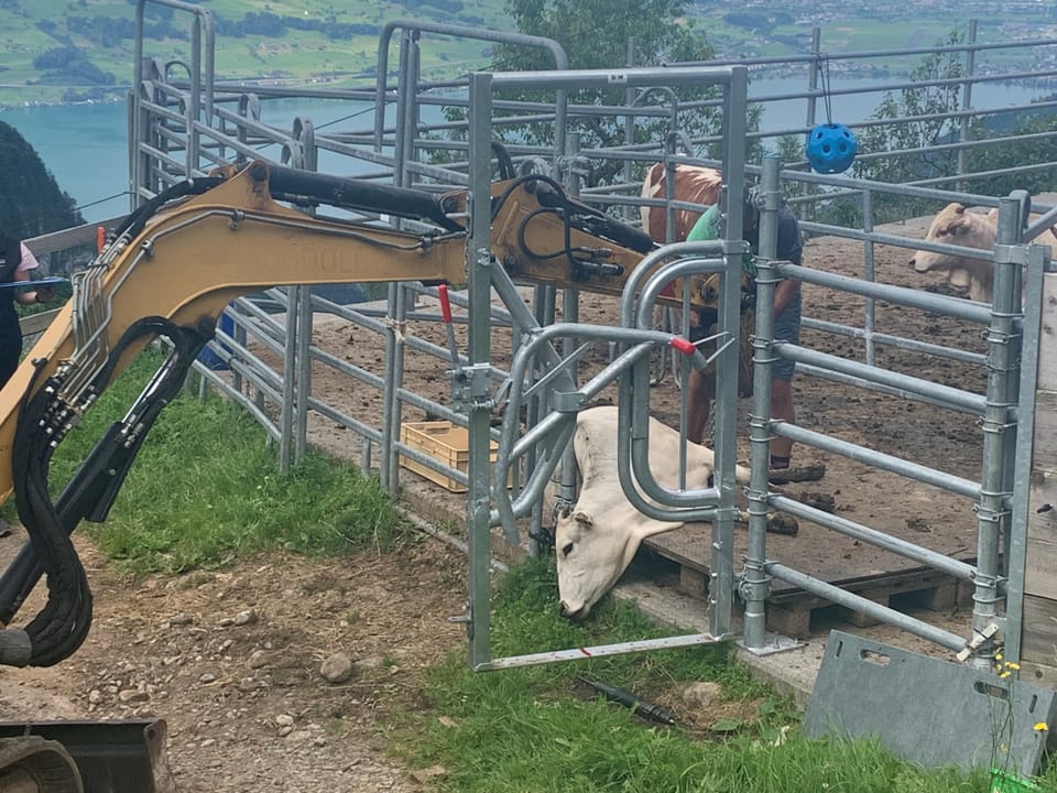 Bagger hilft bei der Rettung einer Kuh aus einem Gatter.