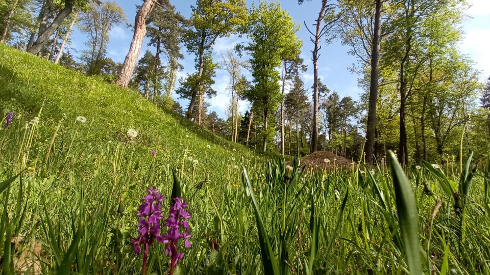 Lichter Wald