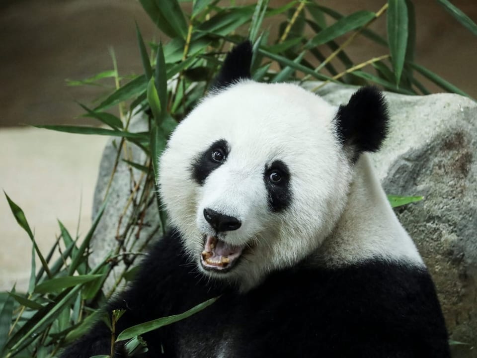 Ein Pandabär schaut mit seinen Knopfaugen in die Kamera und lacht.