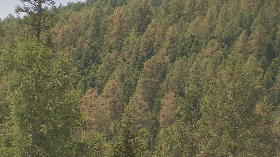 Ils guauds dals vitgs Samedan, Schlarigna e Puntraschigna èn pertutgads dal splerin dal laresch.