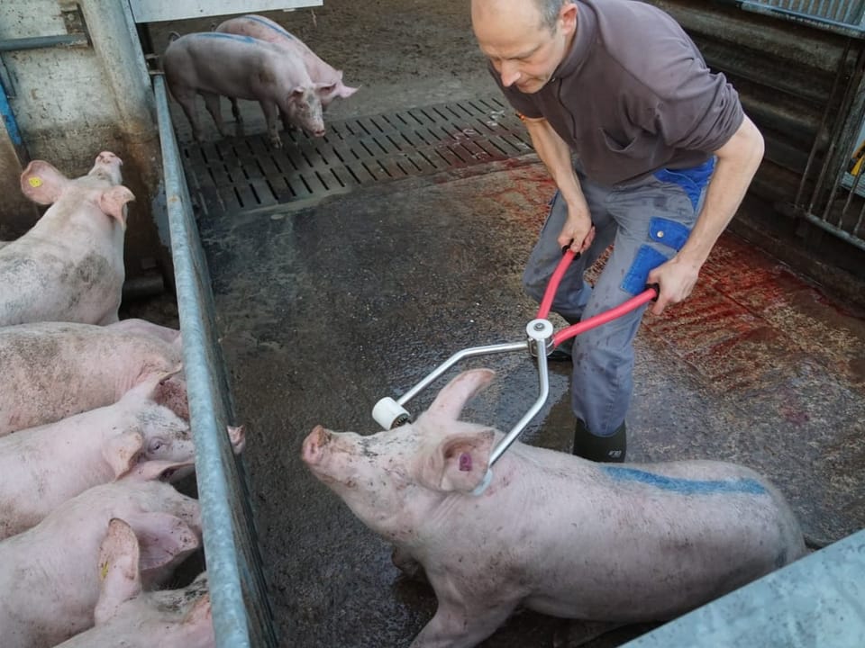 Die Schweine werden durch einen Stromschlag betäubt. Zuerst wird das Hirn mit Strom durchströmt…
