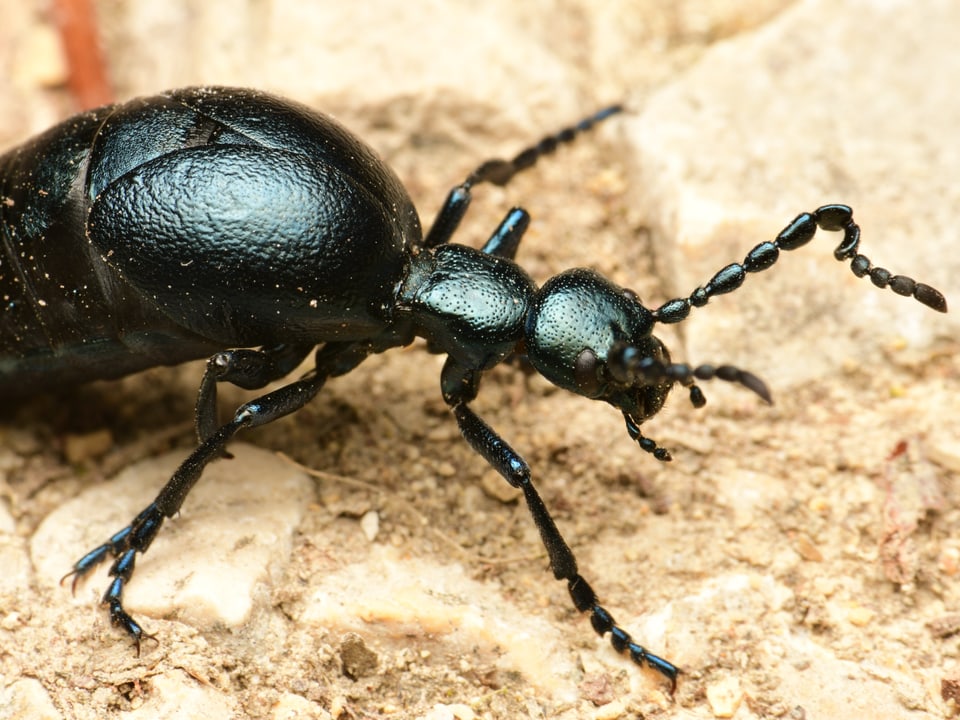 Nahaufnahme eines schwarzen Käfers auf sandigem Boden.