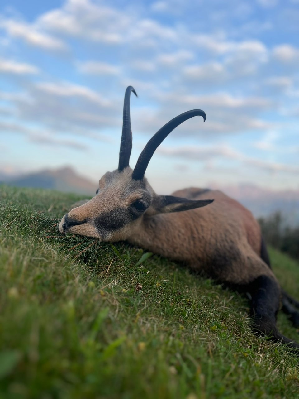 Liegender Gämsgeiss im Gras vor einem bewölkten Himmel.