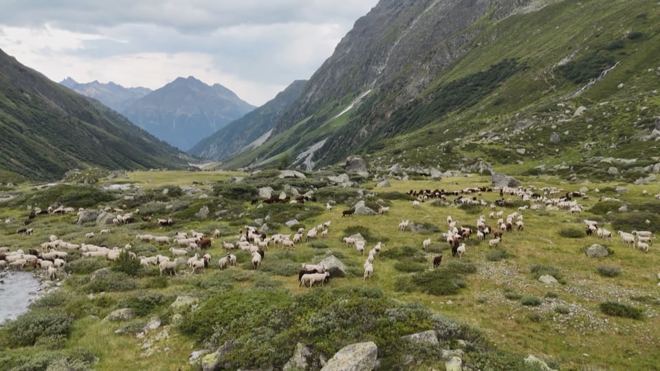 Bergtal mit weidenden Schafen.