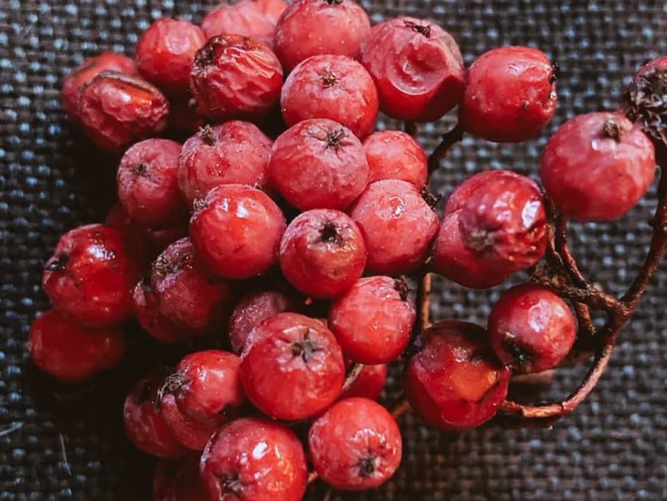 Vor dem Weiterverbrauch die Vogelbeeren mind. 48h einfrieren, dann ist ihr Geschmack um einiges weniger bitter. 