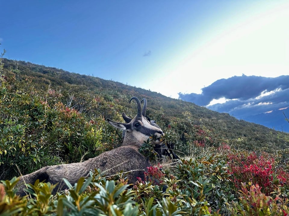 Bergziege in dichter Vegetation auf einem Hügel.