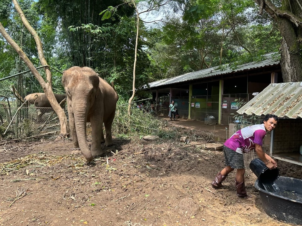 Elefant in einem Gehege mit einer Person, die Wasser trägt.